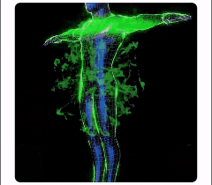 Zinnoberrotes Rosenarmband mit Akzenten aus 18 Karat Gold – Liebe, Wohlstand und Schutz